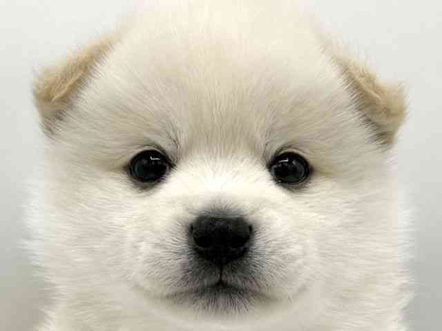 大阪府のポメ柴/豆ポメ/ポメ豆柴(ポメラニアン×柴犬) (ひごペットフレンドリーららぽーとEXPOCITY店/2026年1月31日生まれ/男の子/白)の子犬の1枚目の画像