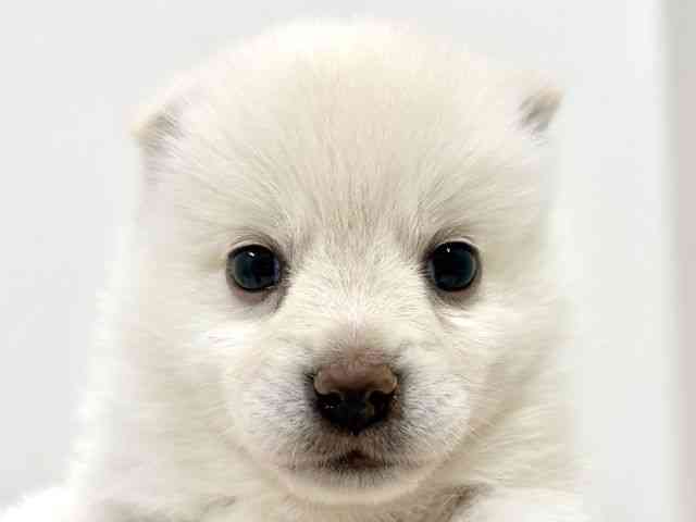 奈良県のポメ柴/豆ポメ/ポメ豆柴(ポメラニアン×柴犬) (ひごペットフレンドリーイオンモール橿原ウエスト・ビレッジ店/2026年1月31日生まれ/女の子/白)の子犬の1枚目の画像