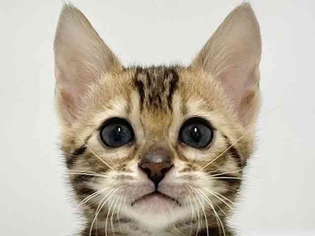 高知県のベンガル (ひごペットフレンドリーイオンモール高知店/2026年1月30日生まれ/女の子/ブラウンスポットタビー)の子猫の1枚目の画像