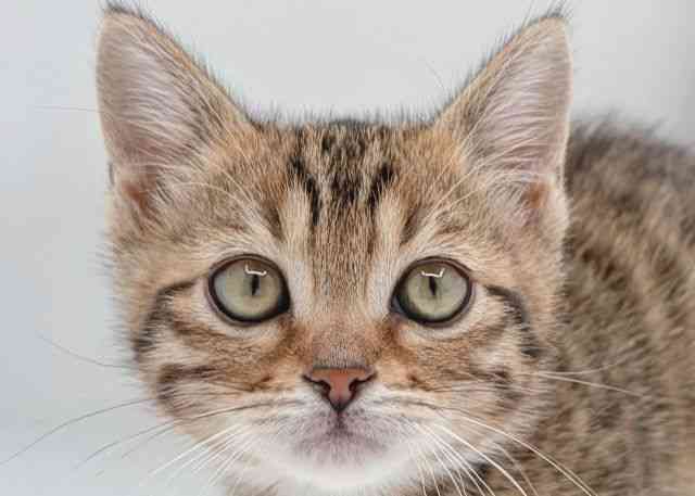 島根県のジェネッタ (ひごペットフレンドリーイオン松江ショッピングセンター店/2026年1月31日生まれ/女の子/ブラウンスポットタビー)の子猫の1枚目の画像