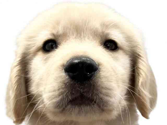 愛媛県のゴールデンレトリバー (ひごペットフレンドリーエミフルMASAKI店/2026年1月29日生まれ/男の子/ゴールデン)の子犬の1枚目の画像