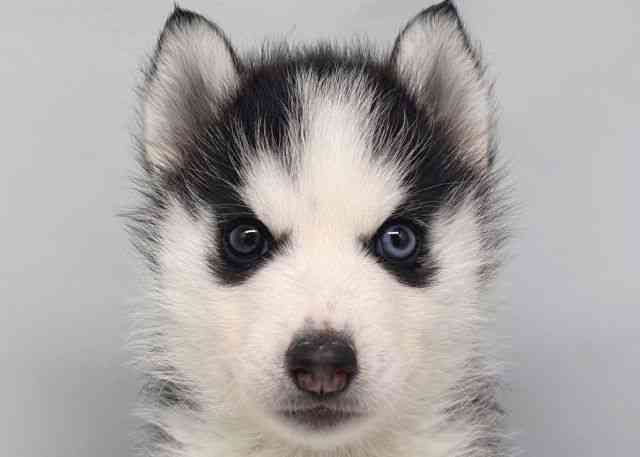 鳥取県のシベリアンハスキー (ひごペットフレンドリーイオンモール鳥取北店/2026年1月29日生まれ/男の子/ブラックホワイト)の子犬の1枚目の画像