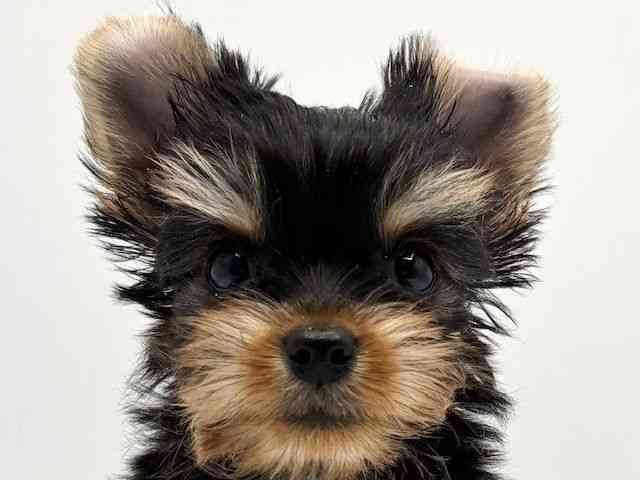 大阪府のヨークシャーテリア (ひごペットフレンドリーみのおキューズモール店/2026年1月29日生まれ/男の子/スチールブルータン)の子犬の1枚目の画像