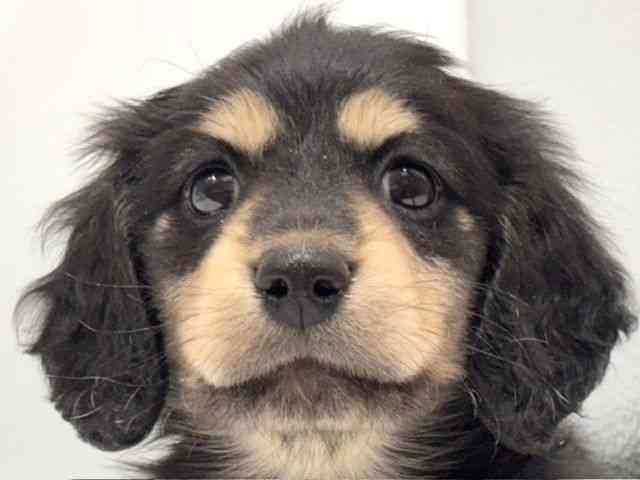 愛知県のミニチュアダックスフンド(ロング) (ひごペットフレンドリーヴィアモール アピタ江南西店/2026年1月31日生まれ/男の子/ブラックタン)の子犬の1枚目の画像