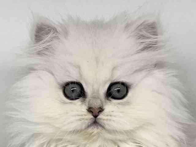 徳島県のペルシャ (ひごペットフレンドリーゆめタウン徳島店/2026年1月31日生まれ/女の子/チンチラシルバー)の子猫の1枚目の画像