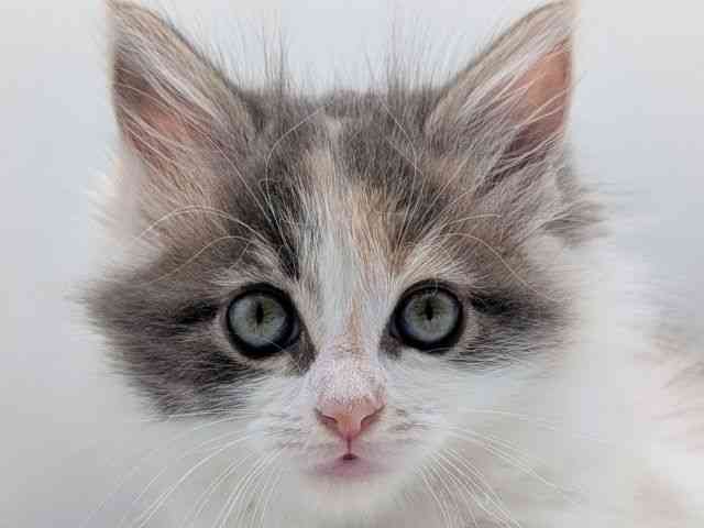 香川県のメインクーン (ひごペットフレンドリーゆめタウン高松店/2026年1月30日生まれ/女の子/ダイリュートキャリコ)の子猫の1枚目の画像