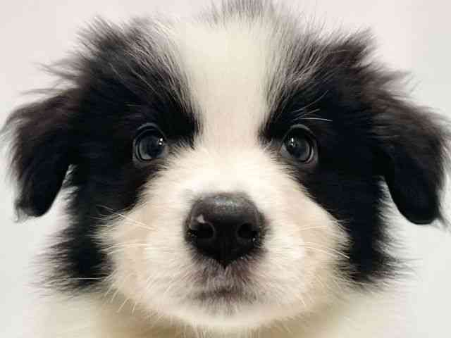 高知県のボーダーコリー (ひごペットフレンドリーイオンモール高知店/2026年1月31日生まれ/男の子/ブラックホワイト)の子犬の1枚目の画像