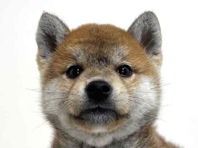 兵庫県の柴犬(標準サイズ) (ひごペットフレンドリーイトーヨーカドー明石店/2026年1月31日生まれ/男の子/赤)の子犬の1枚目の画像