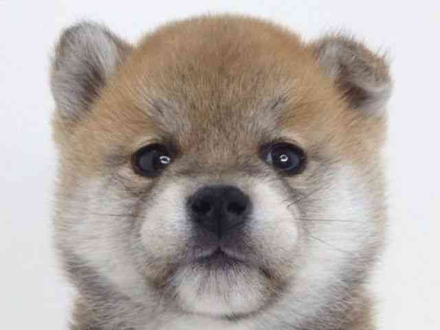 大阪府の柴犬(標準サイズ) (ひごペットフレンドリーいこらもーる泉佐野店/2026年1月31日生まれ/女の子/赤)の子犬の1枚目の画像