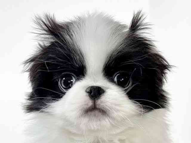 兵庫県の狆 (ひごペットフレンドリーイトーヨーカドー明石店/2026年2月1日生まれ/男の子/白黒)の子犬の1枚目の画像