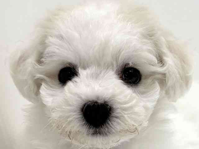 兵庫県のビションフリーゼ (ひごペットフレンドリーブルメールHAT神戸店/2026年2月1日生まれ/女の子/ホワイト)の子犬の1枚目の画像