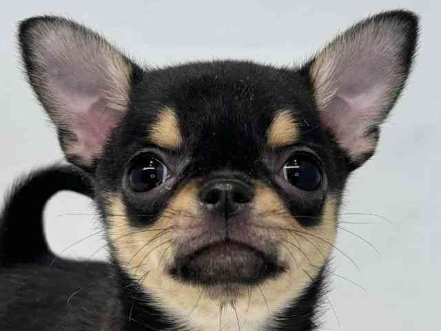 大阪府のチワワ(スムース) (ひごペットフレンドリーセブンパーク天美店/2026年2月1日生まれ/男の子/ブラックタン)の子犬の1枚目の画像