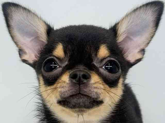 大阪府のチワワ(スムース) (ひごペットフレンドリーセブンパーク天美店/2026年2月1日生まれ/男の子/ブラックタン)の子犬の1枚目の画像