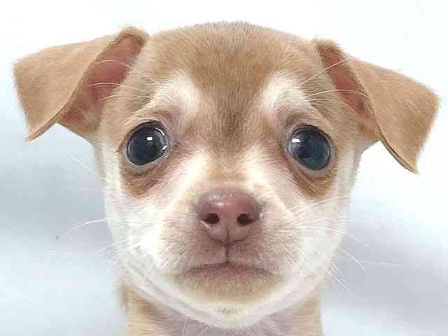 大阪府のチワピン(チワワ×ミニチュアピンシャー) (ひごペットフレンドリー堺プラットプラット店/2026年1月31日生まれ/男の子/チョコレートフォーン)の子犬の1枚目の画像