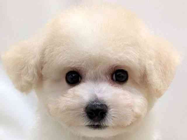 広島県のビションフリーゼ (ひごペットフレンドリーゆめタウン廿日市店/2026年1月25日生まれ/男の子/ホワイト)の子犬