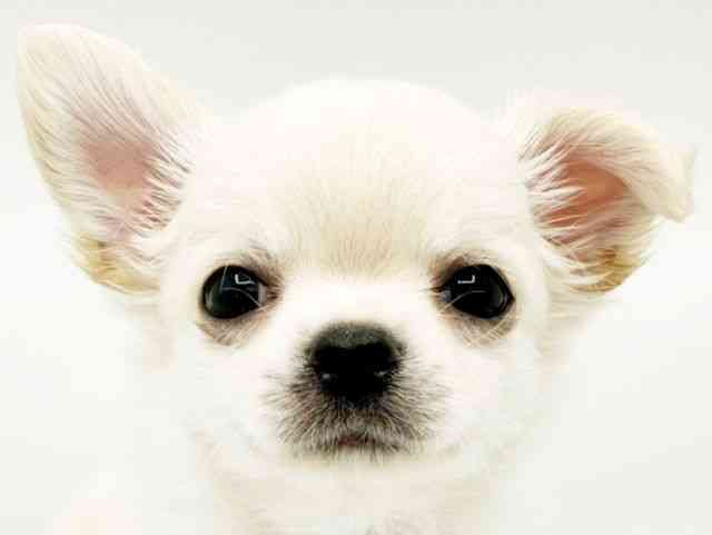 兵庫県のチワワ(ロング) (ひごペットフレンドリーコロワ甲子園店/2026年1月31日生まれ/男の子/クリーム)の子犬の1枚目の画像