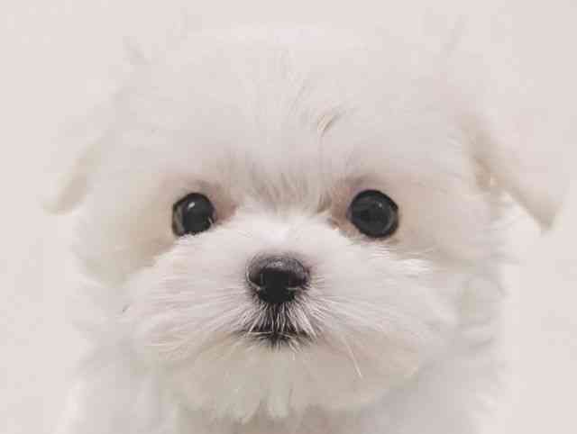 福岡県のマルチーズ (ひごペットフレンドリーリバーウォーク北九州店/2026年1月24日生まれ/女の子/ホワイト)の子犬の1枚目の画像
