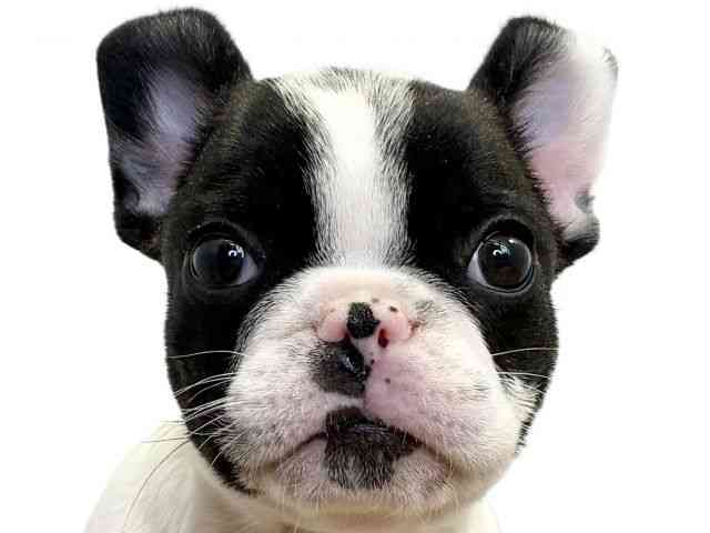 愛媛県のフレンチブルドッグ (ひごペットフレンドリーエミフルMASAKI店/2026年2月1日生まれ/女の子/パイド)の子犬の1枚目の画像