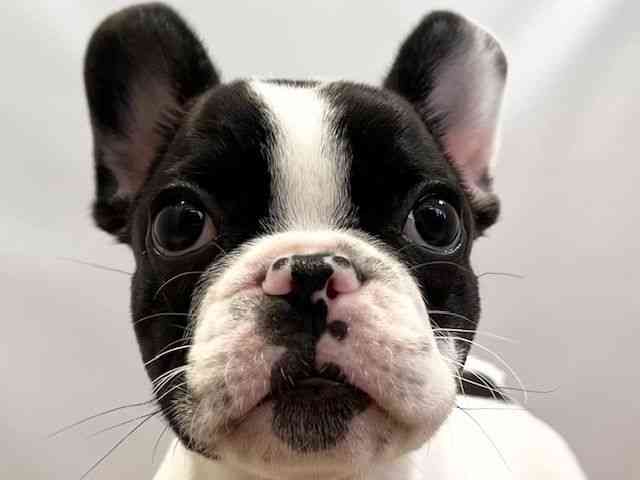 愛媛県のフレンチブルドッグ (ひごペットフレンドリーエミフルMASAKI店/2026年2月1日生まれ/女の子/パイド)の子犬の1枚目の画像