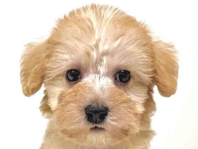 福岡県のシュナプー(シュナウザー×プードル) (ひごペットフレンドリーリバーウォーク北九州店/2026年1月30日生まれ/男の子/クリーム)の子犬の1枚目の画像