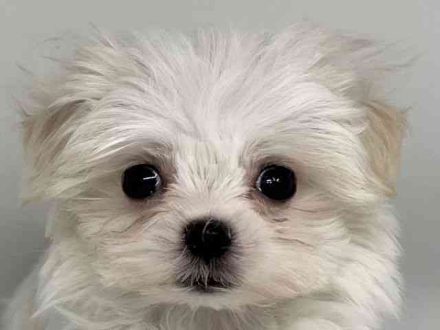 徳島県のマルチーズ (ひごペットフレンドリーゆめタウン徳島店/2026年1月29日生まれ/男の子/ホワイト)の子犬の1枚目の画像