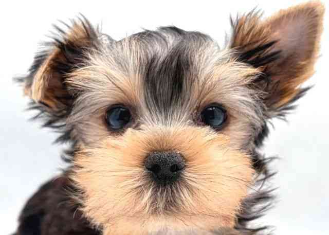 島根県のヨークシャーテリア (ひごペットフレンドリーイオン松江ショッピングセンター店/2026年1月28日生まれ/男の子/スチールブルータン)の子犬の1枚目の画像