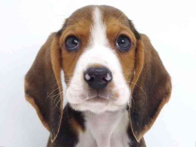 大阪府のハーフ犬・ミックス犬 (ひごペットフレンドリーいこらもーる泉佐野店/2026年1月26日生まれ/男の子/ブラックタンホワイト)の子犬の1枚目の画像