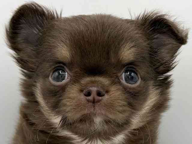 大阪府のチワワ(ロング) (ひごペットフレンドリーららぽーとEXPOCITY店/2026年2月1日生まれ/女の子/チョコレートタンホワイト)の子犬の1枚目の画像