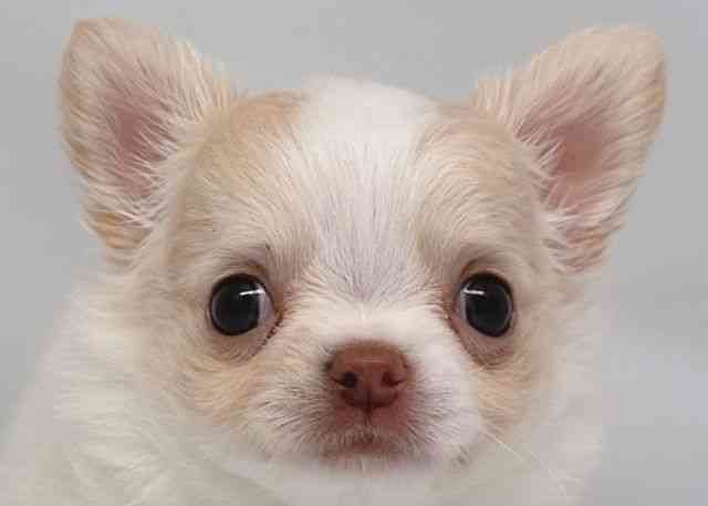 鳥取県のチワワ(ロング) (ひごペットフレンドリーイオンモール鳥取北店/2026年2月1日生まれ/女の子/クリームホワイト)の子犬の1枚目の画像