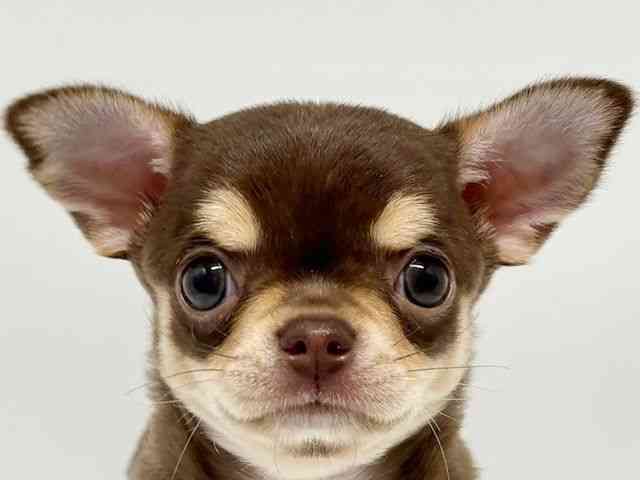 大阪府のチワワ(スムース) (ひごペットフレンドリーイオンタウン豊中庄内店/2026年1月30日生まれ/女の子/チョコレートクリームホワイト)の子犬の1枚目の画像