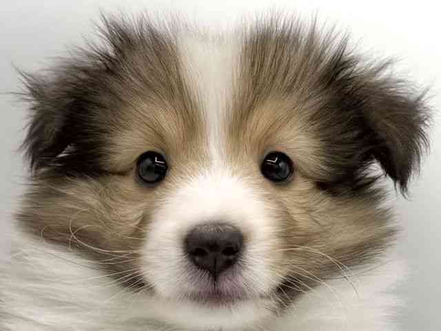 大阪府のシェットランドシープドッグ (ひごペットフレンドリーららぽーとEXPOCITY店/2026年1月31日生まれ/男の子/セーブルホワイト)の子犬の1枚目の画像