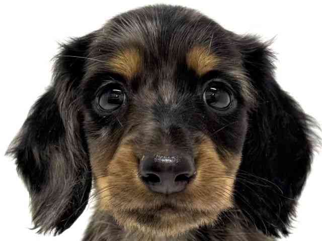 大阪府のミニチュアダックスフンド(ロング) (ひごペットフレンドリーくずはモール店/2026年2月1日生まれ/男の子/シルバーダップル)の子犬の1枚目の画像