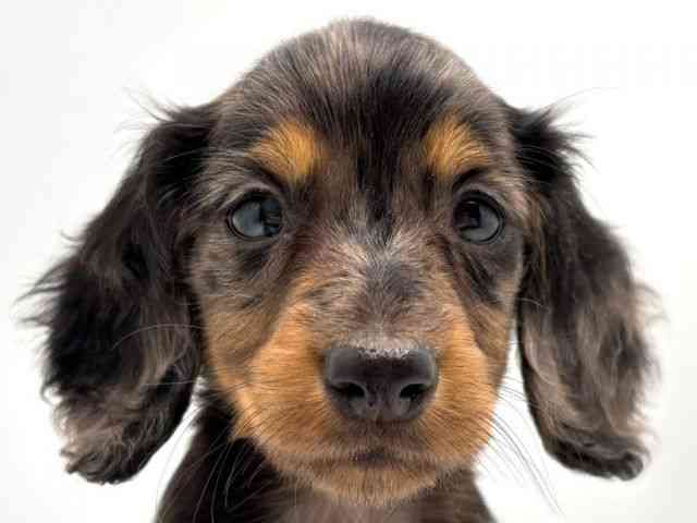 奈良県のミニチュアダックスフンド(ロング) (ひごペットフレンドリー田原本店/2026年2月1日生まれ/女の子/シルバーダップル)の子犬の1枚目の画像