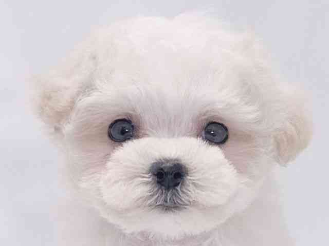 大阪府のマルプー(マルチーズ×プードル) (ひごペットフレンドリーイズミヤショッピングセンター千里丘店/2026年2月1日生まれ/女の子/ホワイト)の子犬の1枚目の画像