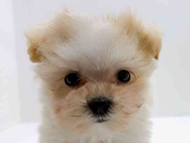 広島県のマルプー(マルチーズ×プードル) (ひごペットフレンドリーフジグラン神辺店/2026年2月1日生まれ/男の子/クリーム)の子犬