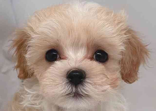 鳥取県のハーフ犬・ミックス犬 (ひごペットフレンドリーイオンモール鳥取北店/2026年1月30日生まれ/女の子/クリーム)の子犬の1枚目の画像