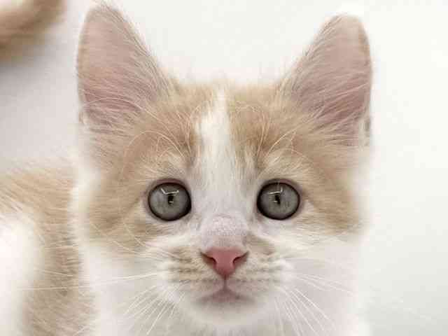 大阪府のメインクーン (ひごペットフレンドリーイオンそよら海老江店/2026年1月30日生まれ/男の子/クリームタビーホワイト)の子猫