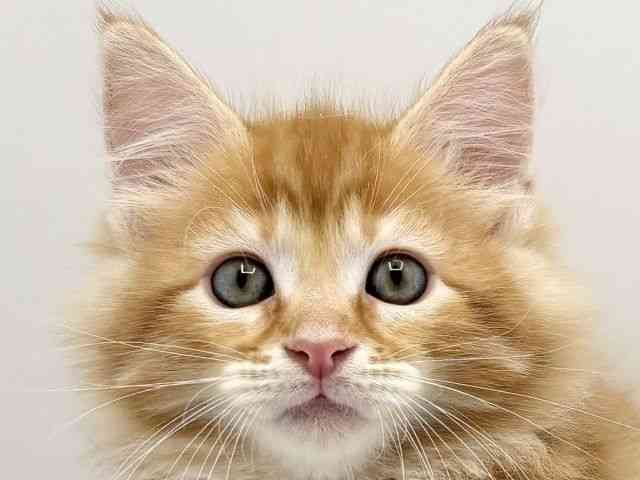 大阪府のメインクーン (ひごペットフレンドリーみのおキューズモール店/2026年1月30日生まれ/男の子/レッドタビー)の子猫の1枚目の画像