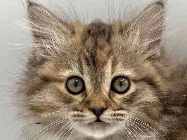 愛知県のミヌエット (ひごペットフレンドリープライムツリー赤池店/2026年1月27日生まれ/女の子/ブラウンパッチドマッカレルタビーホワイト)の子猫の1枚目の画像