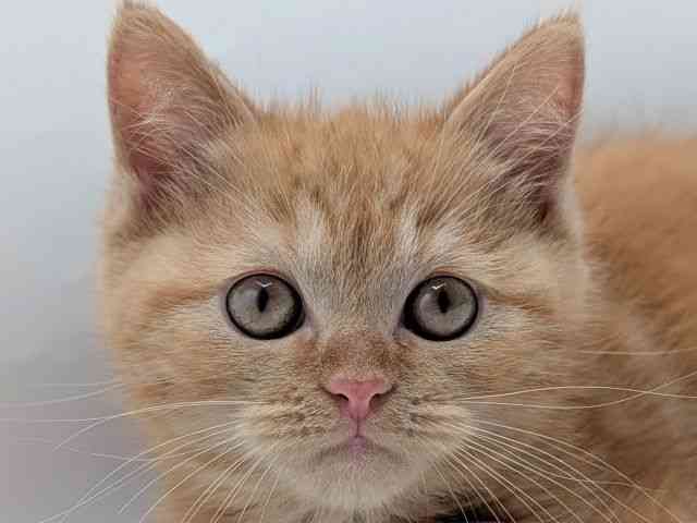 香川県のミヌエット (ひごペットフレンドリーゆめタウン高松店/2026年1月27日生まれ/男の子/レッドタビー)の子猫の1枚目の画像