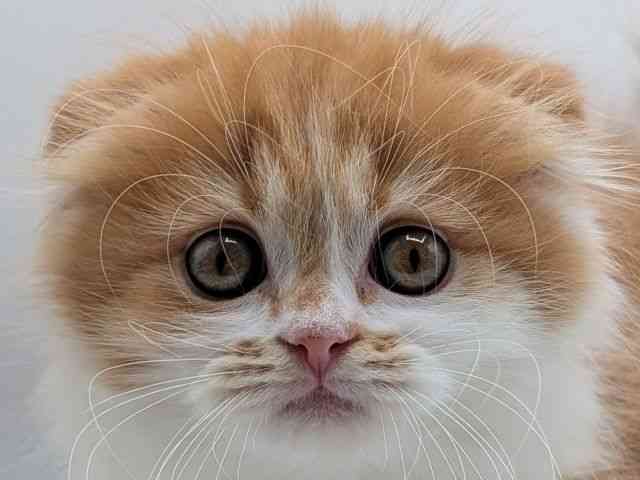 香川県のスコティッシュフォールド (ひごペットフレンドリーゆめタウン高松店/2026年1月27日生まれ/男の子/レッドタビーホワイト)の子猫の1枚目の画像