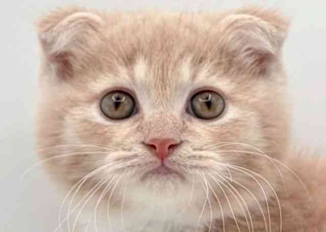 島根県のスコティッシュフォールド (ひごペットフレンドリーイオン松江ショッピングセンター店/2026年1月30日生まれ/男の子/クリームマッカレルタビーホワイト)の子猫の1枚目の画像