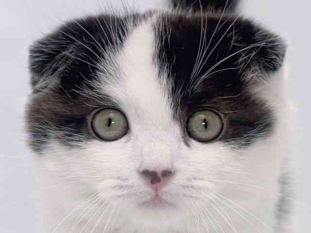 大阪府のスコティッシュフォールド (ひごペットフレンドリーイズミヤショッピングセンター千里丘店/2026年1月30日生まれ/男の子/ブラックスモークホワイト)の子猫の1枚目の画像