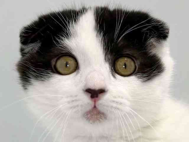 大阪府のスコティッシュフォールド (ひごペットフレンドリーイズミヤショッピングセンター千里丘店/2026年1月30日生まれ/男の子/ブラックスモークホワイト)の子猫の1枚目の画像