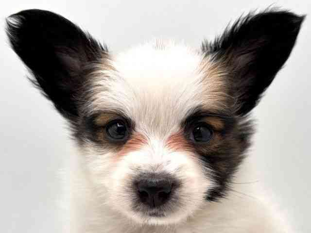 奈良県のパピヨン (ひごペットフレンドリー田原本店/2026年2月1日生まれ/女の子/ホワイトブラウン)の子犬の1枚目の画像