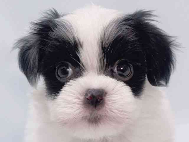 大阪府のハーフ犬・ミックス犬 (ひごペットフレンドリーイズミヤショッピングセンター千里丘店/2026年1月31日生まれ/男の子/パーティーカラー)の子犬の1枚目の画像