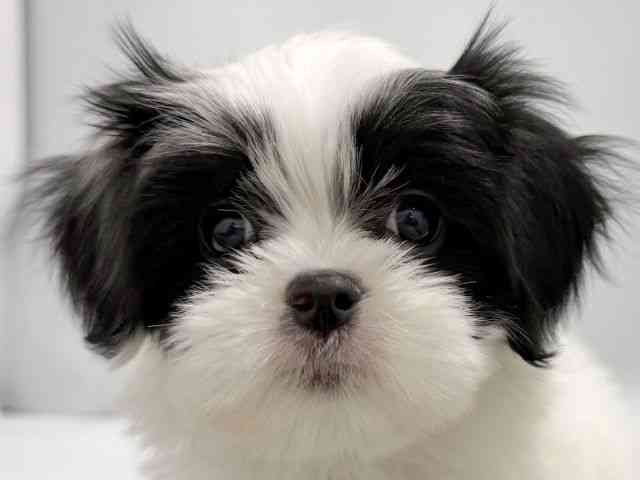 大阪府のハーフ犬・ミックス犬 (ひごペットフレンドリーイズミヤショッピングセンター千里丘店/2026年1月31日生まれ/男の子/パーティーカラー)の子犬の1枚目の画像