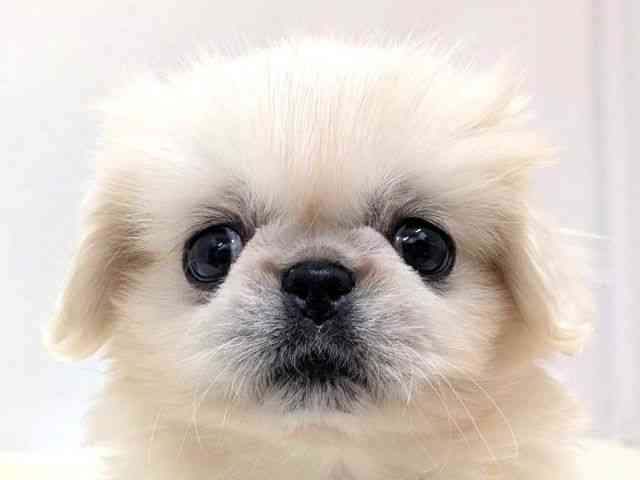 広島県のペキニーズ (ひごペットフレンドリーゆめタウン廿日市店/2026年1月25日生まれ/男の子/ホワイト)の子犬の1枚目の画像