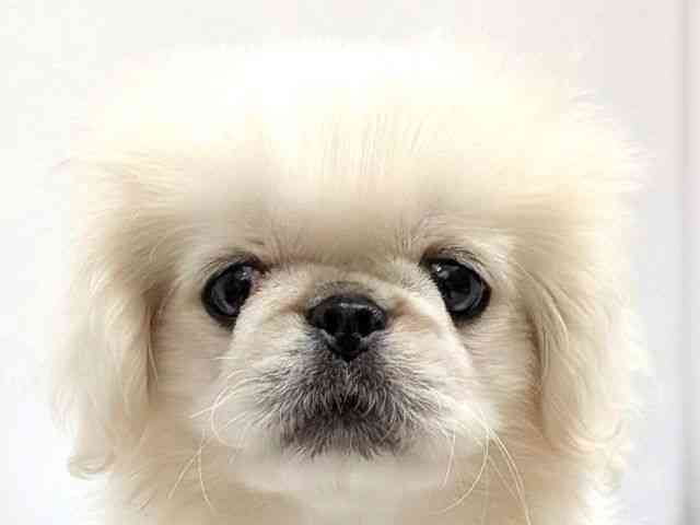 広島県のペキニーズ (ひごペットフレンドリーゆめタウン廿日市店/2026年1月25日生まれ/男の子/ホワイト)の子犬の1枚目の画像