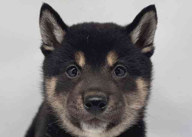 鳥取県の柴犬(標準サイズ) (ひごペットフレンドリーイオンモール鳥取北店/2026年2月1日生まれ/男の子/黒)の子犬の1枚目の画像